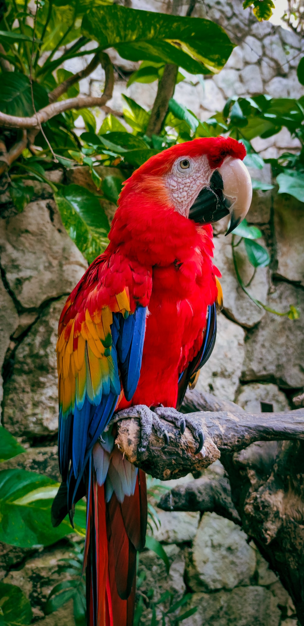 Detail Parrot Photos Gallery Nomer 3