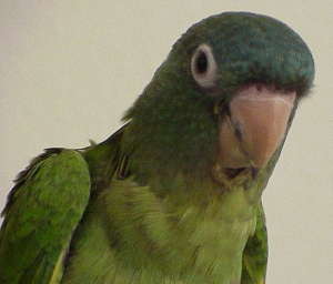 Detail Parrot Photos Gallery Nomer 21