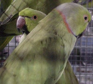 Detail Parrot Photos Gallery Nomer 26