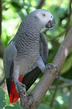 Detail Parrot Photos Gallery Nomer 27