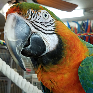 Detail Parrot Photos Gallery Nomer 33