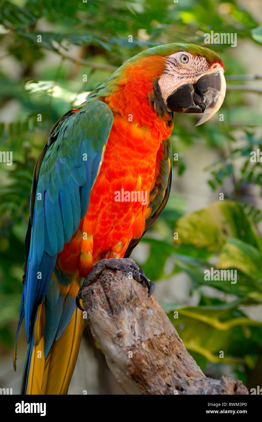 Detail Parrot Photos Gallery Nomer 5