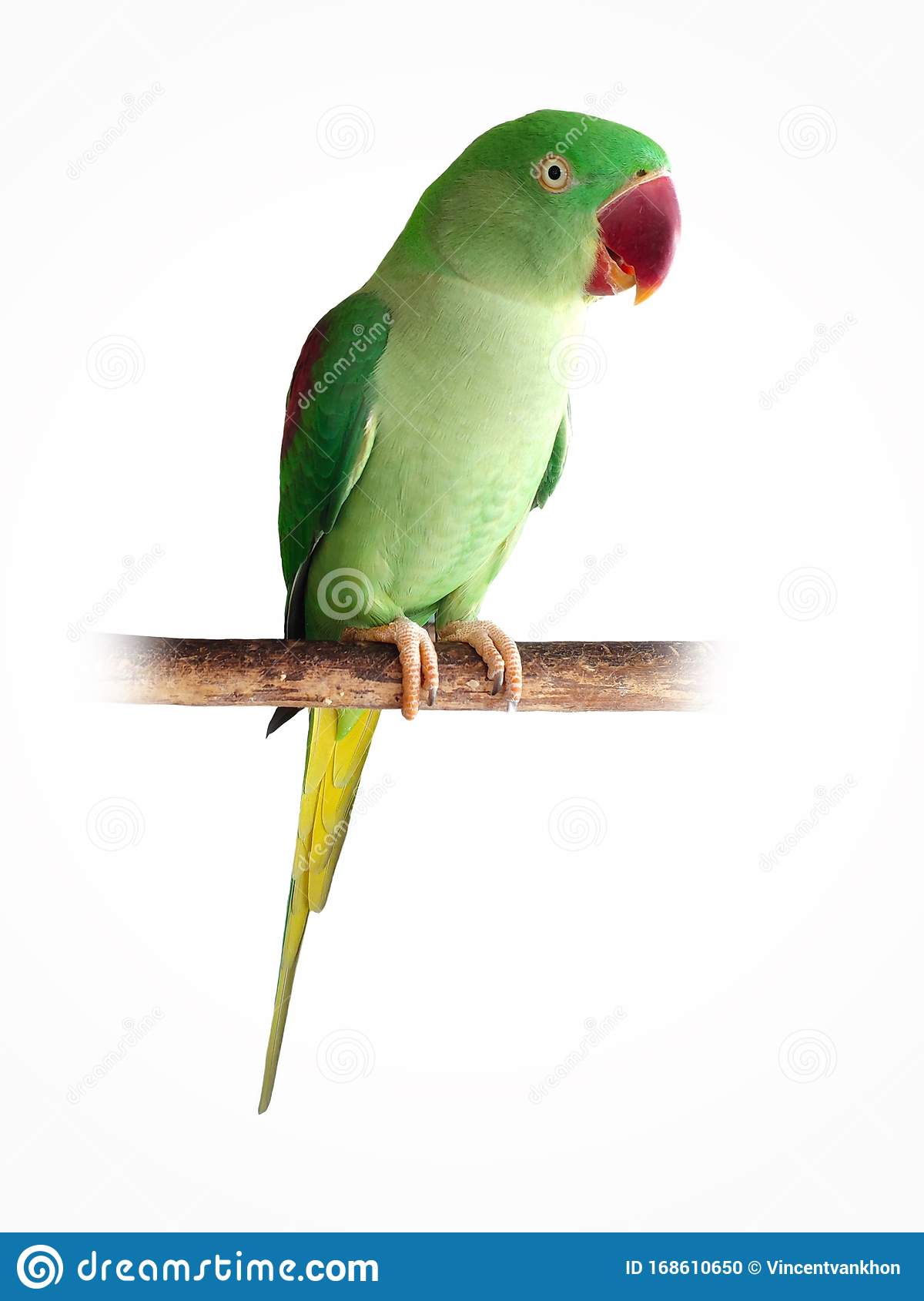 Detail Parrot Pic Nomer 13