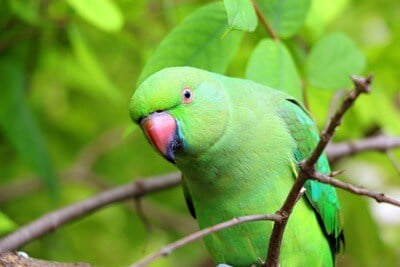 Detail Parrot Pic Nomer 15