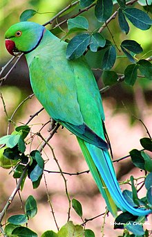 Detail Parrot Pic Nomer 17