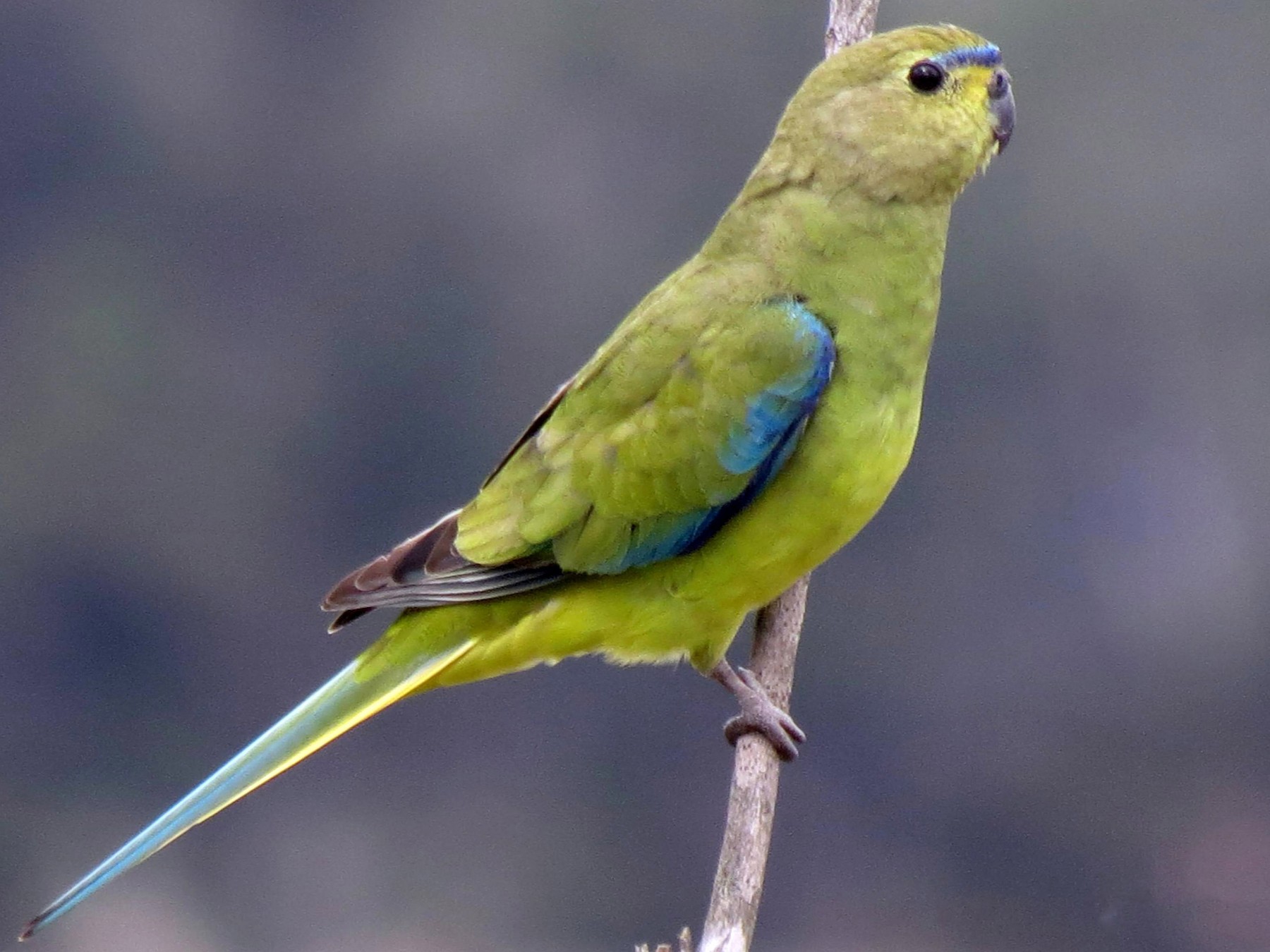 Detail Parrot Pic Nomer 22