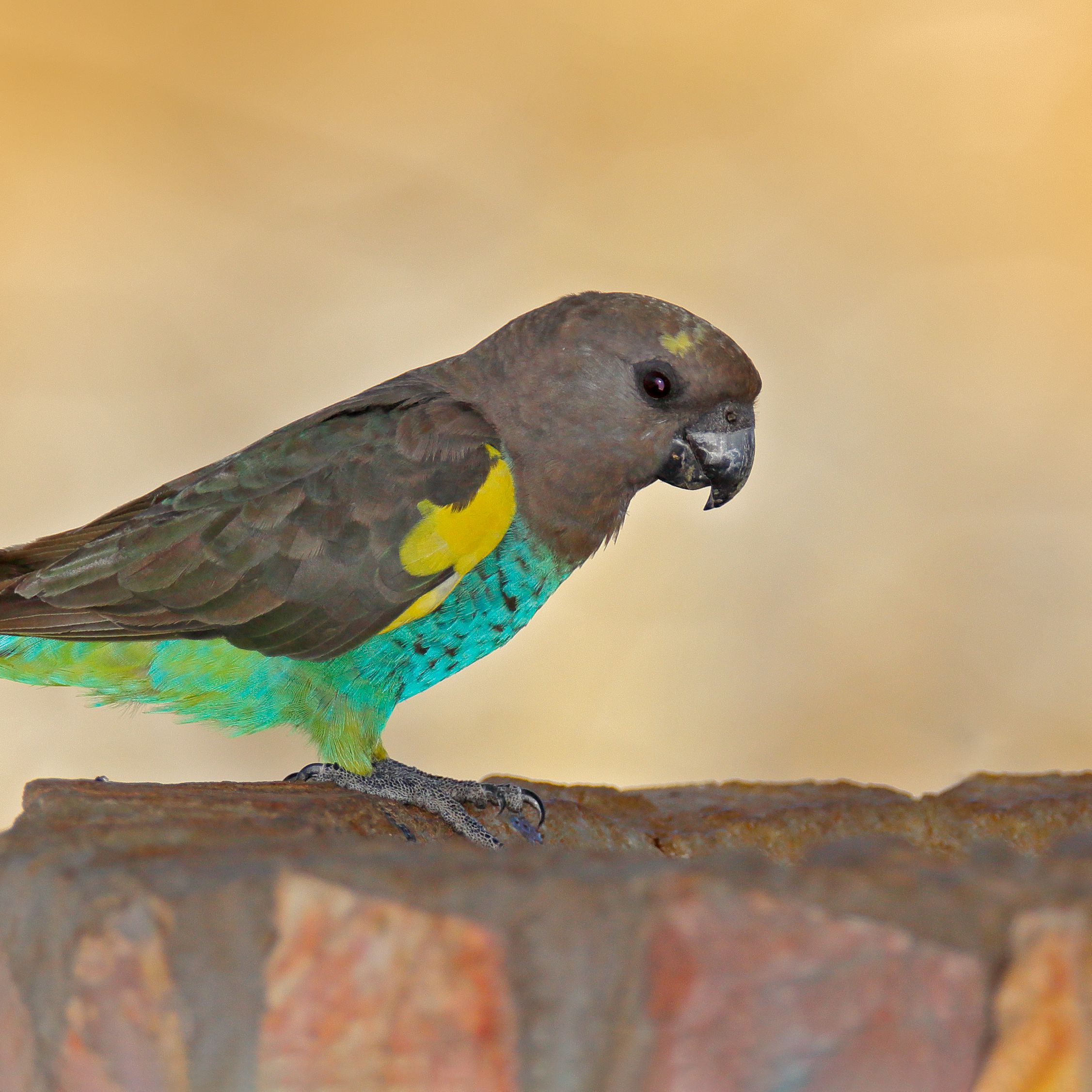Detail Parrot Pic Nomer 24