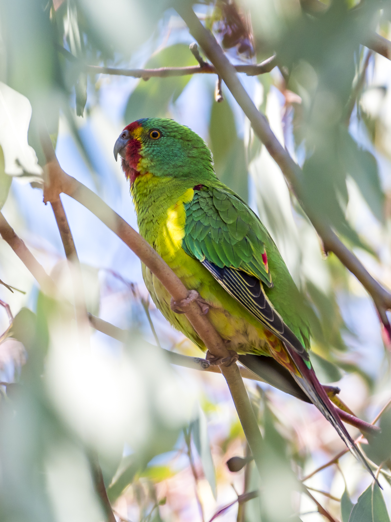 Detail Parrot Pic Nomer 25