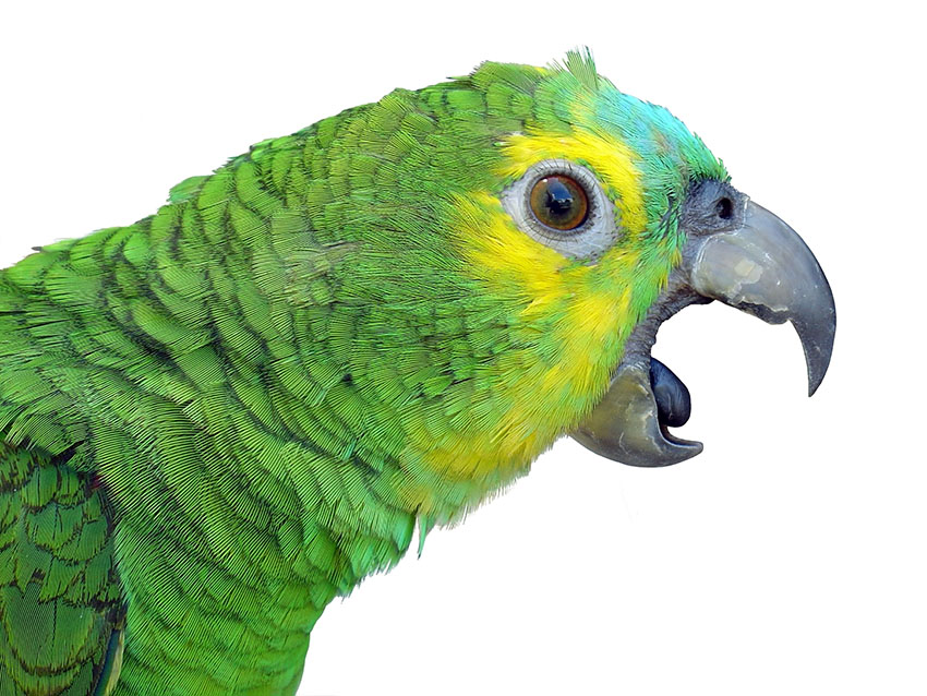 Detail Parrot Pic Nomer 30