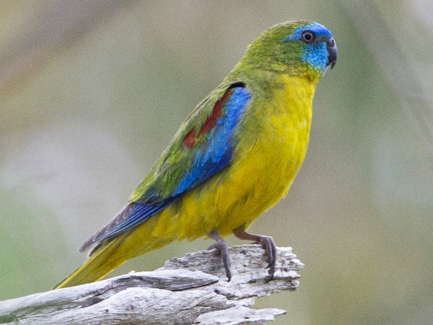 Detail Parrot Pic Nomer 31