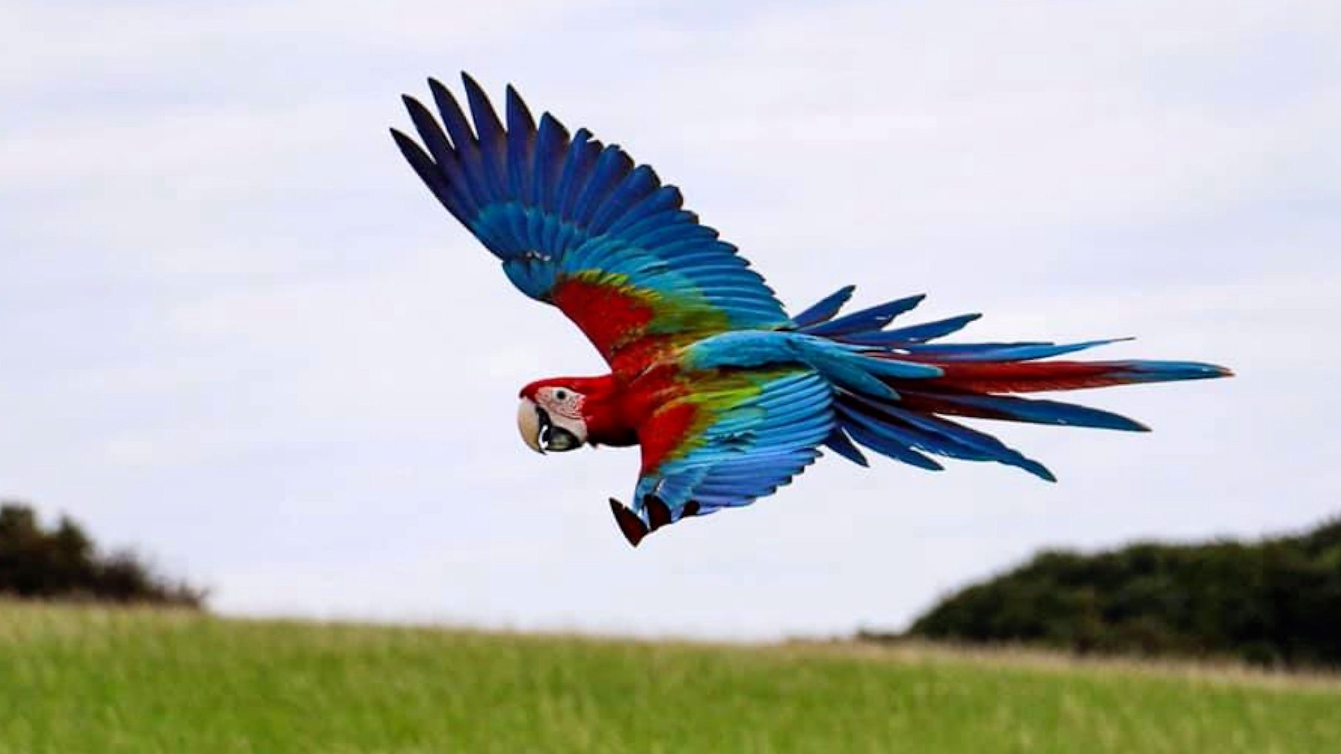 Detail Parrot Pic Nomer 33