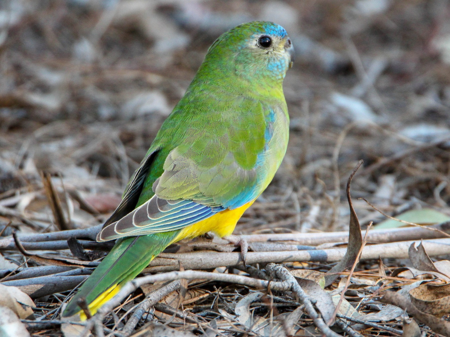 Detail Parrot Pic Nomer 37