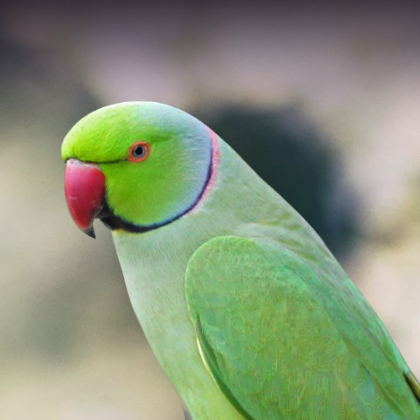 Detail Parrot Pic Nomer 5