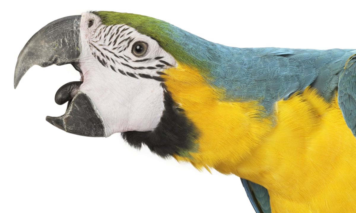 Detail Parrot Pic Nomer 40