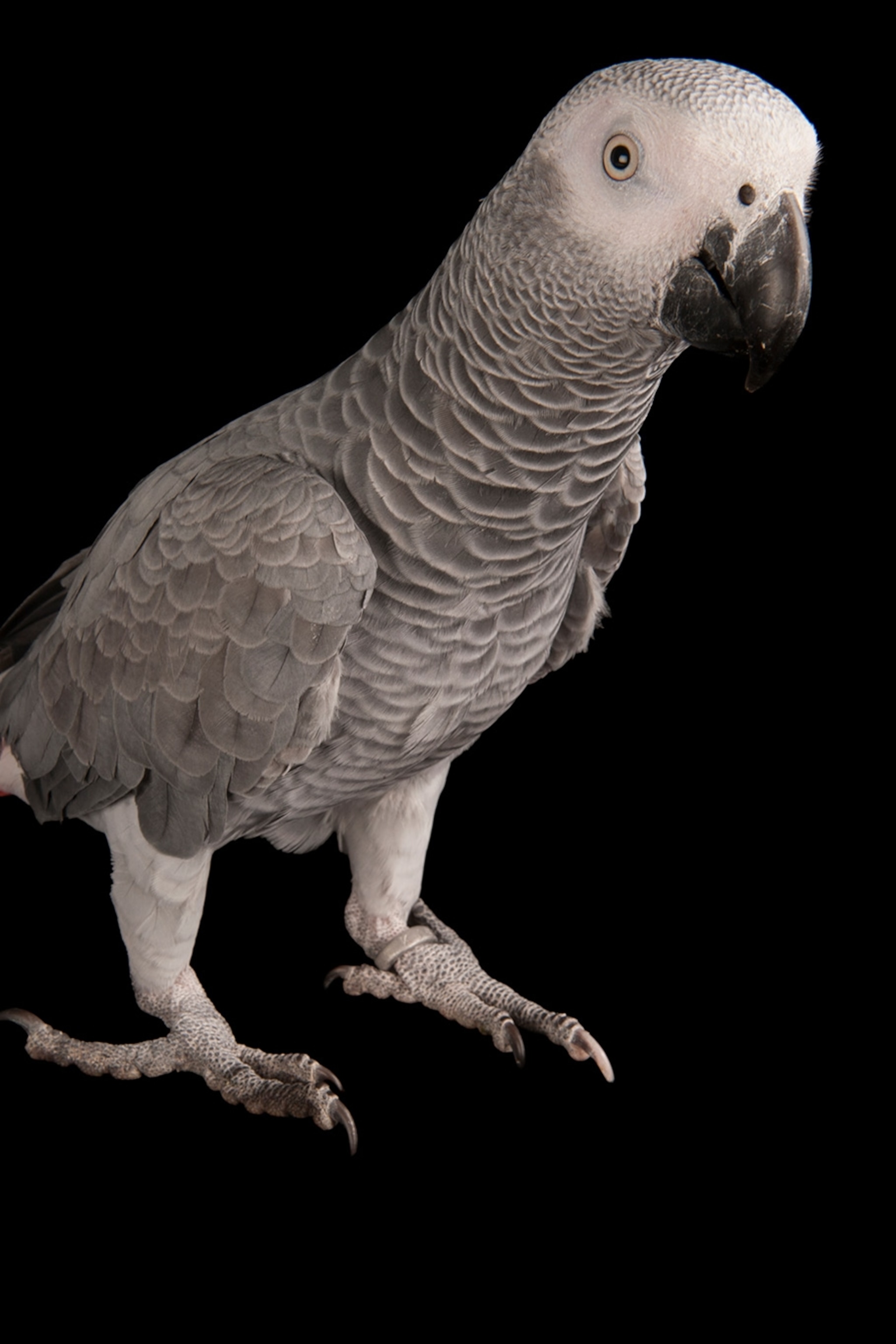 Detail Parrot Pic Nomer 43