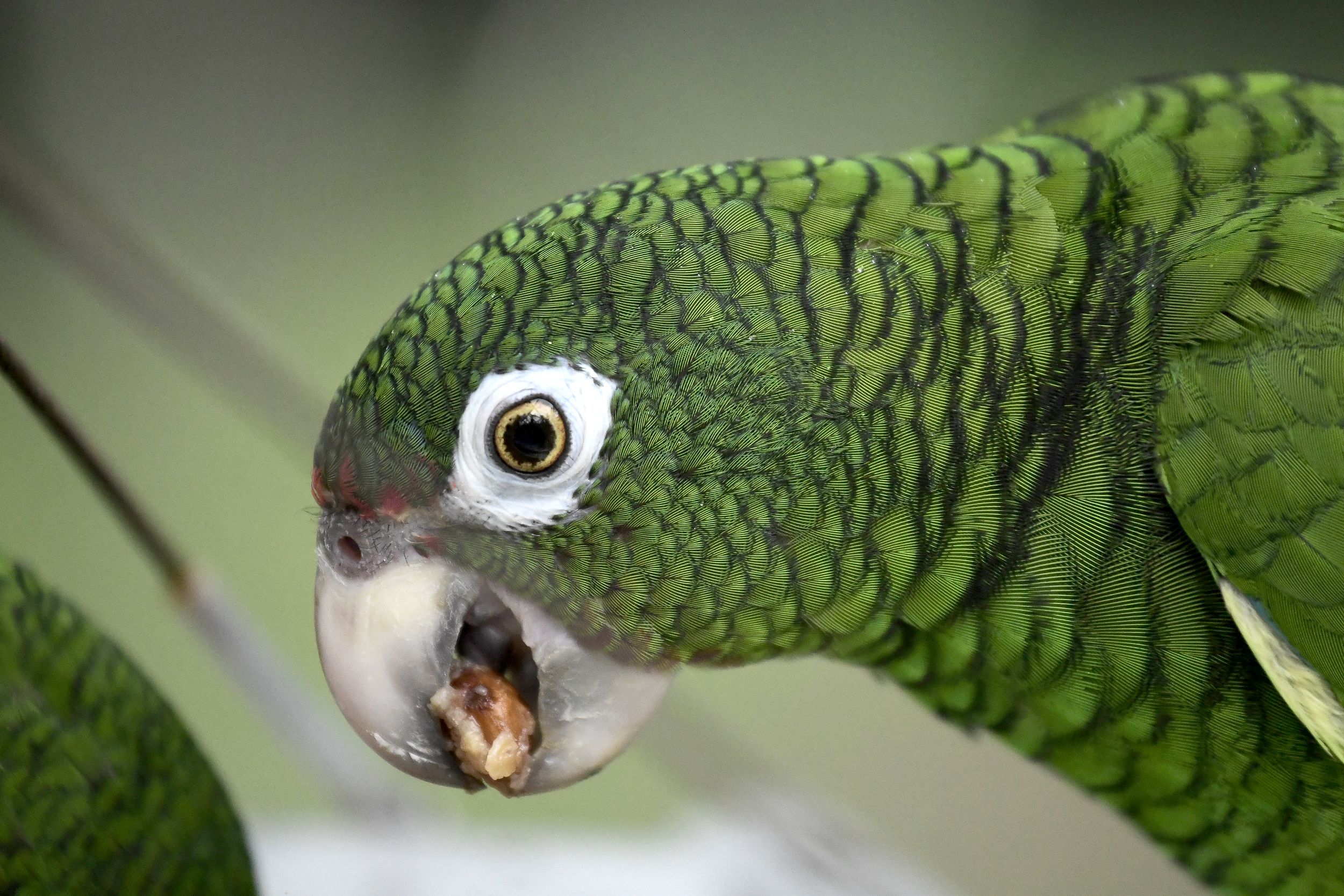 Detail Parrot Pic Nomer 44