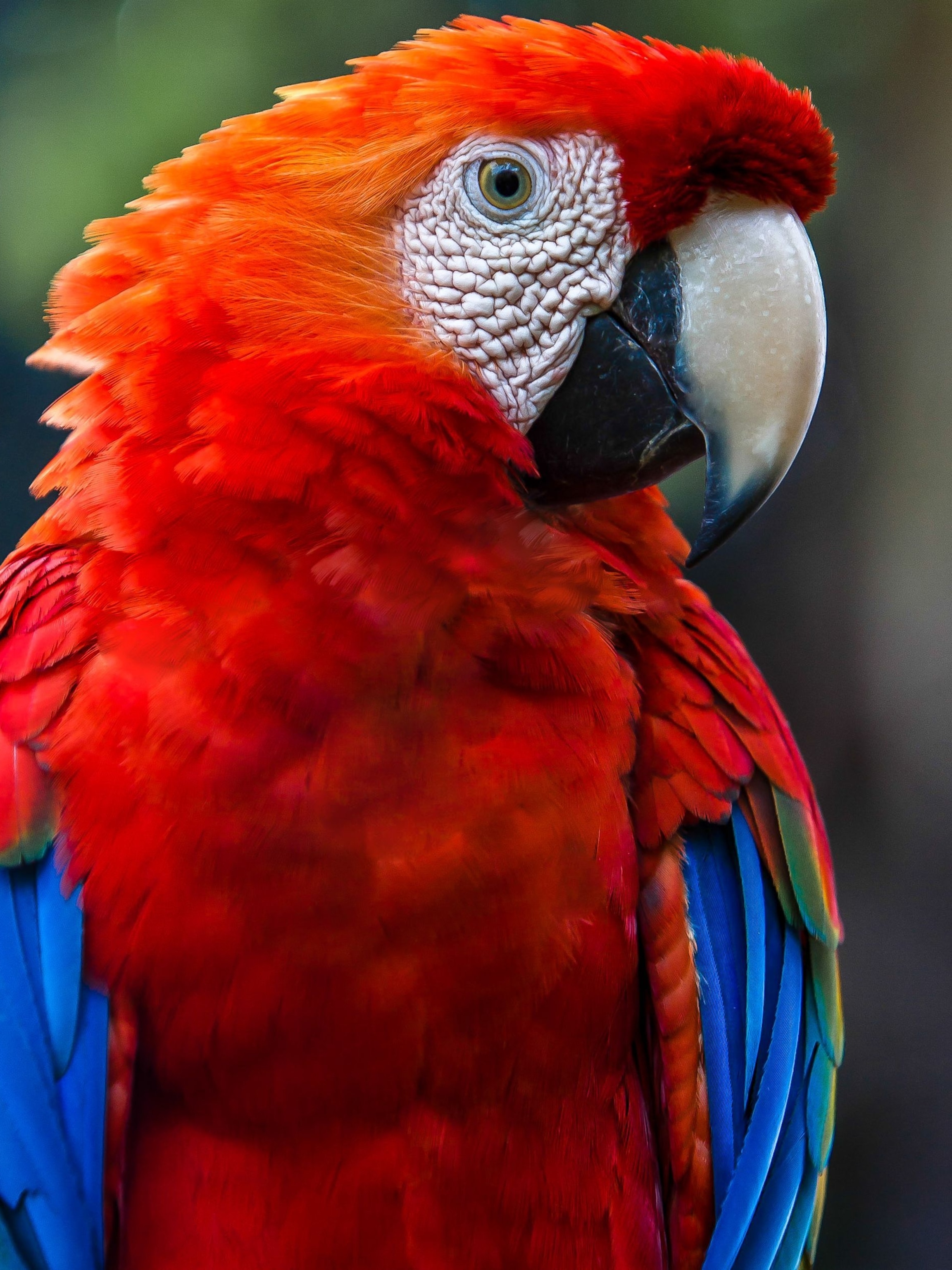 Detail Parrot Pic Nomer 45