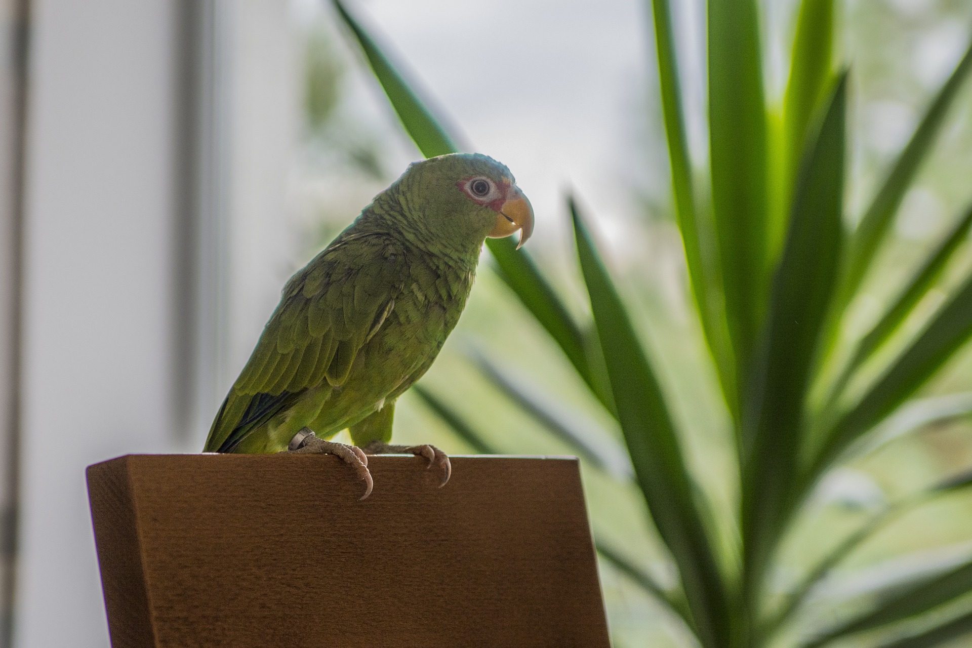 Detail Parrot Pic Nomer 47