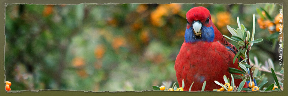 Detail Parrot Pic Nomer 48