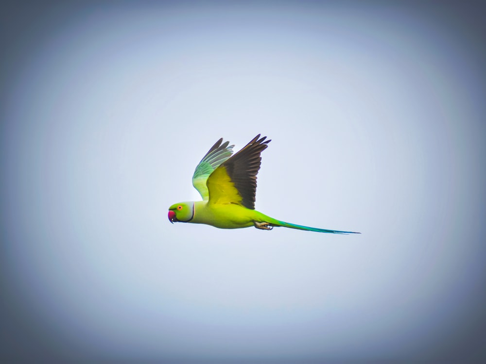 Detail Parrot Pic Nomer 49