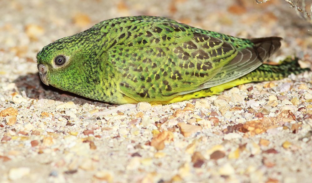 Detail Parrot Pic Nomer 50