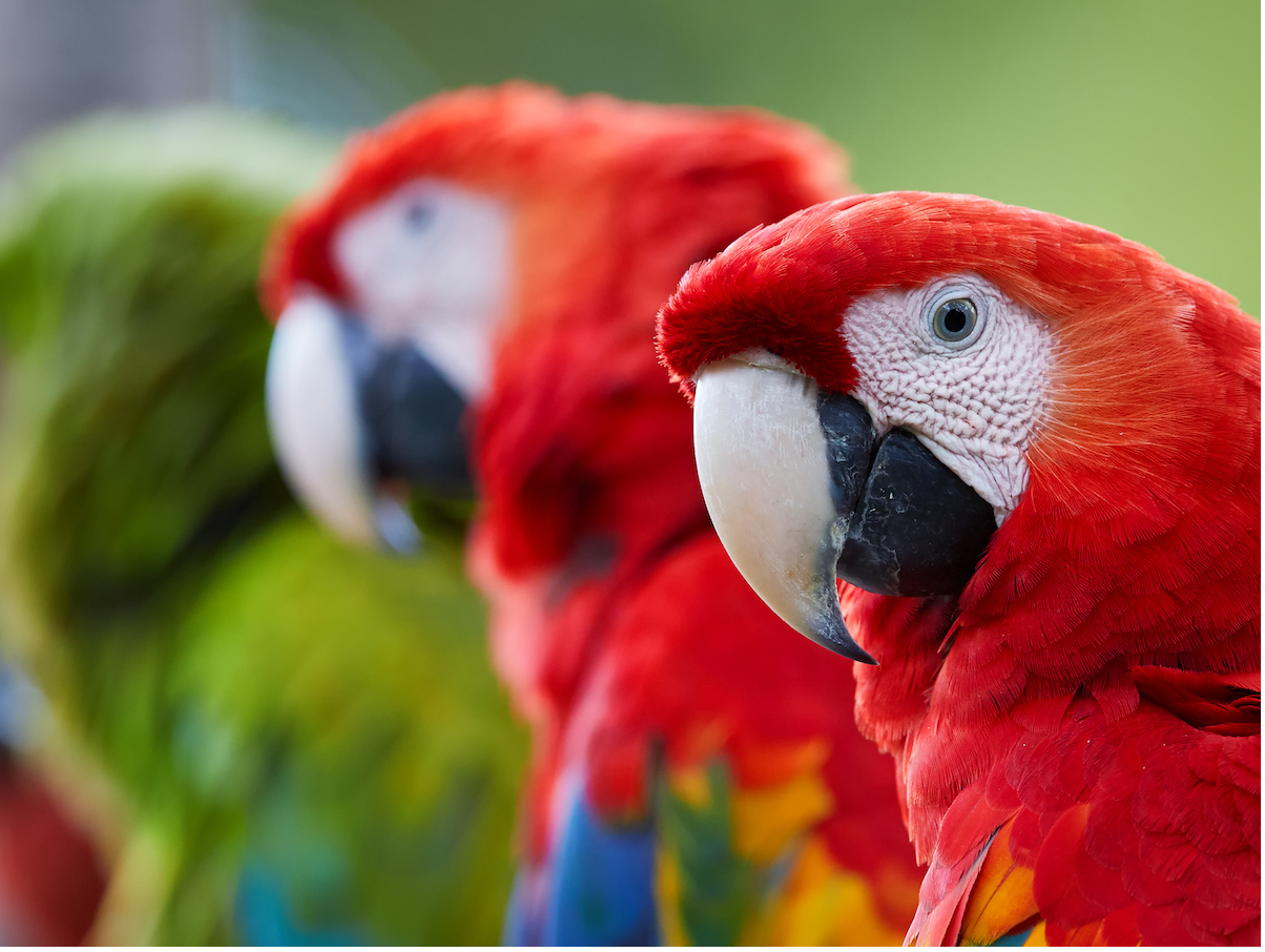 Detail Parrot Pic Nomer 51