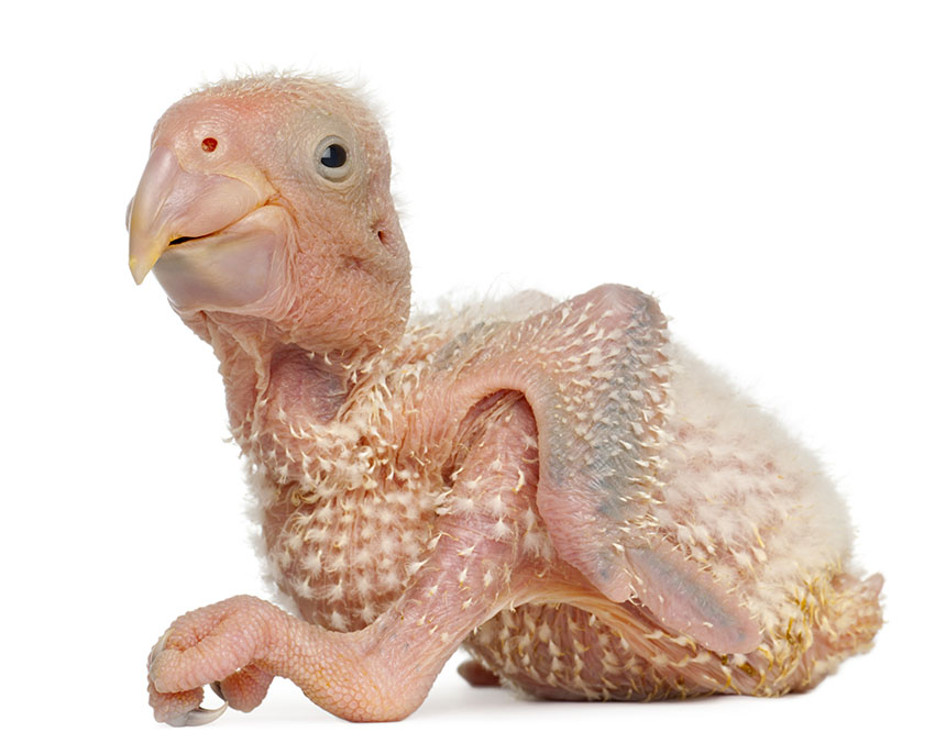 Detail Parrot Pic Nomer 52