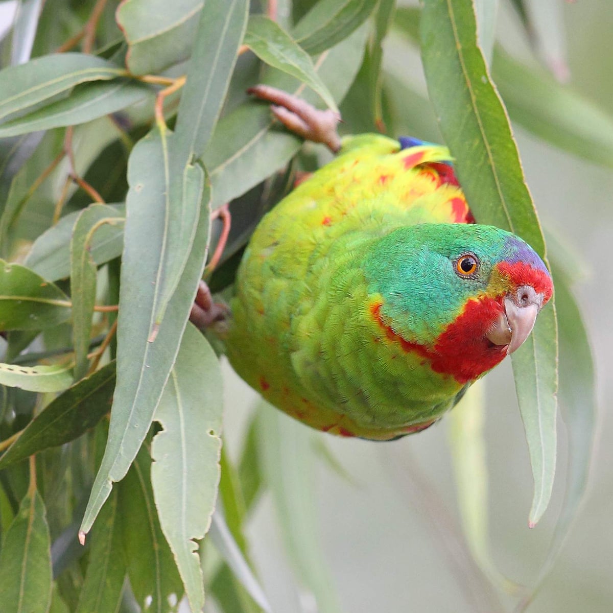 Detail Parrot Pic Nomer 54