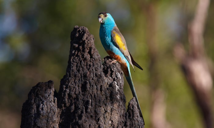 Detail Parrot Pic Nomer 55