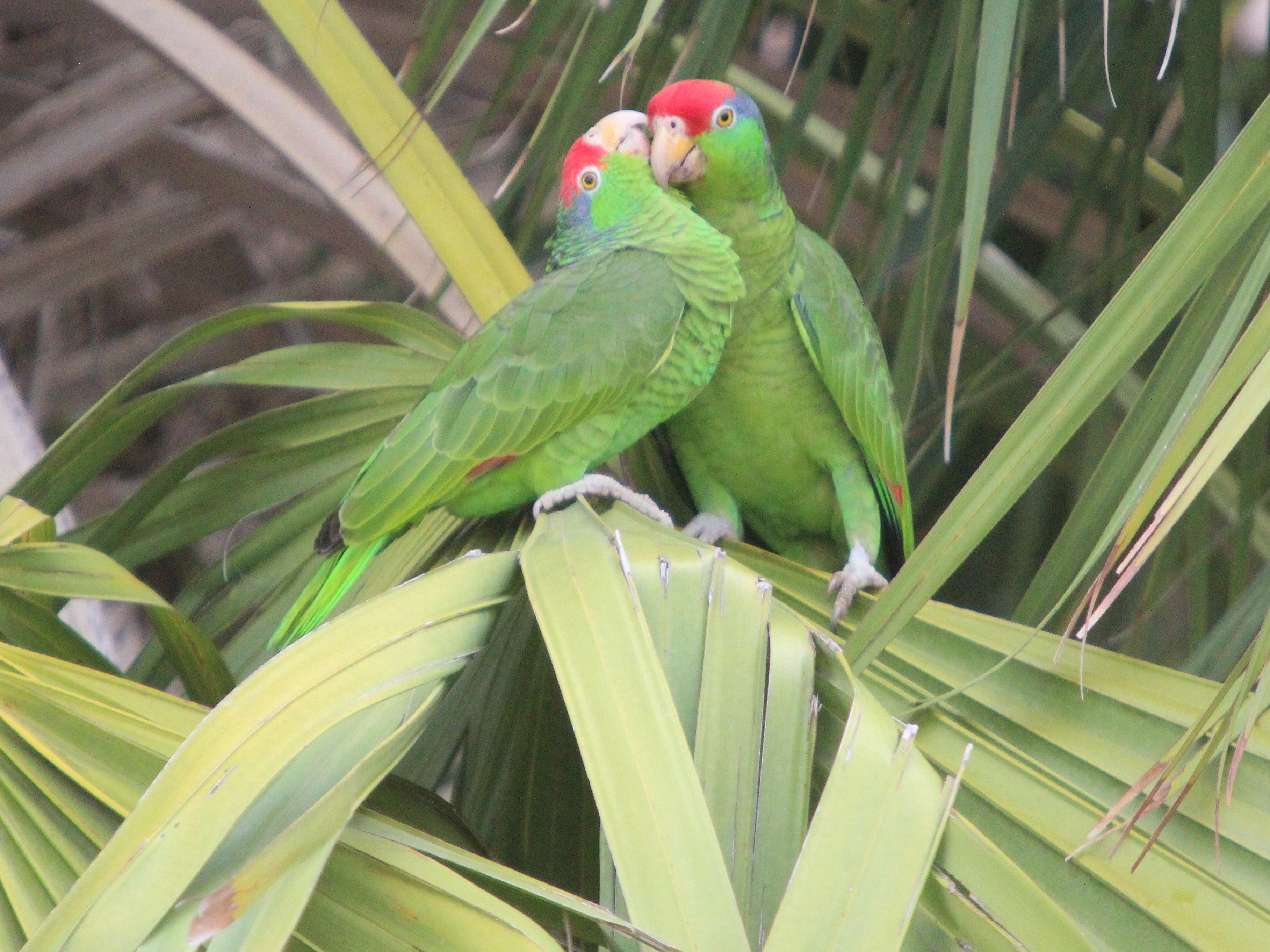 Detail Parrot Pic Nomer 8