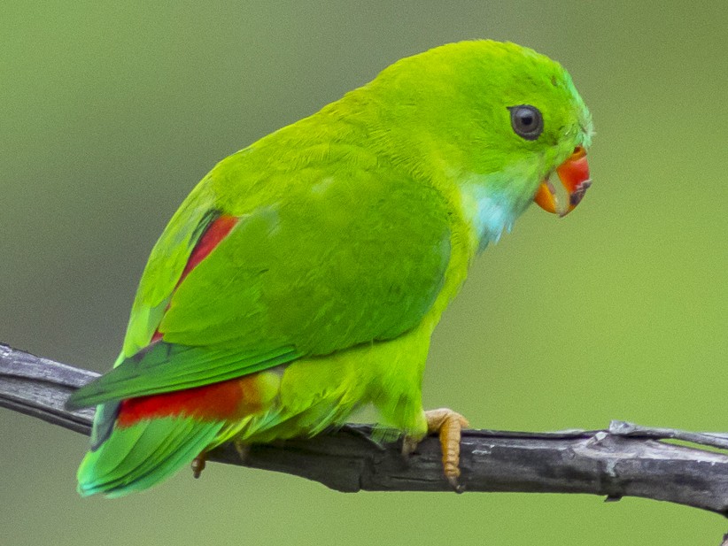 Detail Parrot Pic Nomer 9