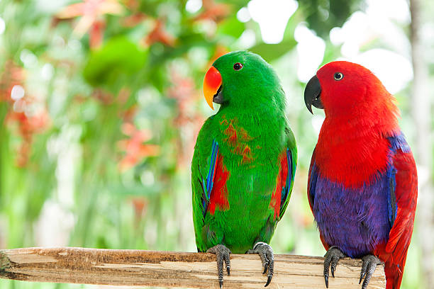 Detail Parrot Pic Nomer 10