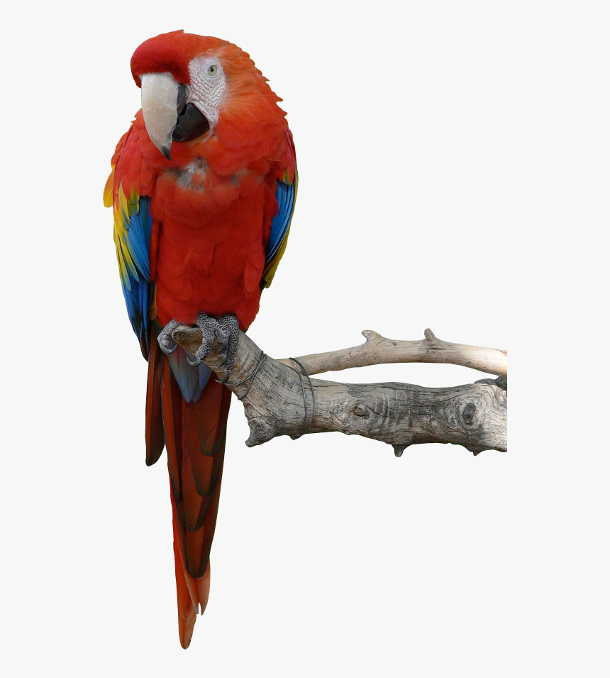 Detail Parrot Png Nomer 2