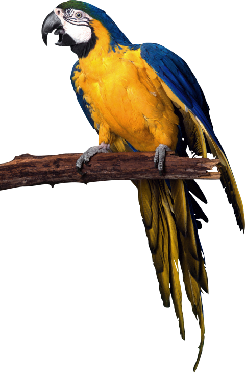 Detail Parrot Png Nomer 17