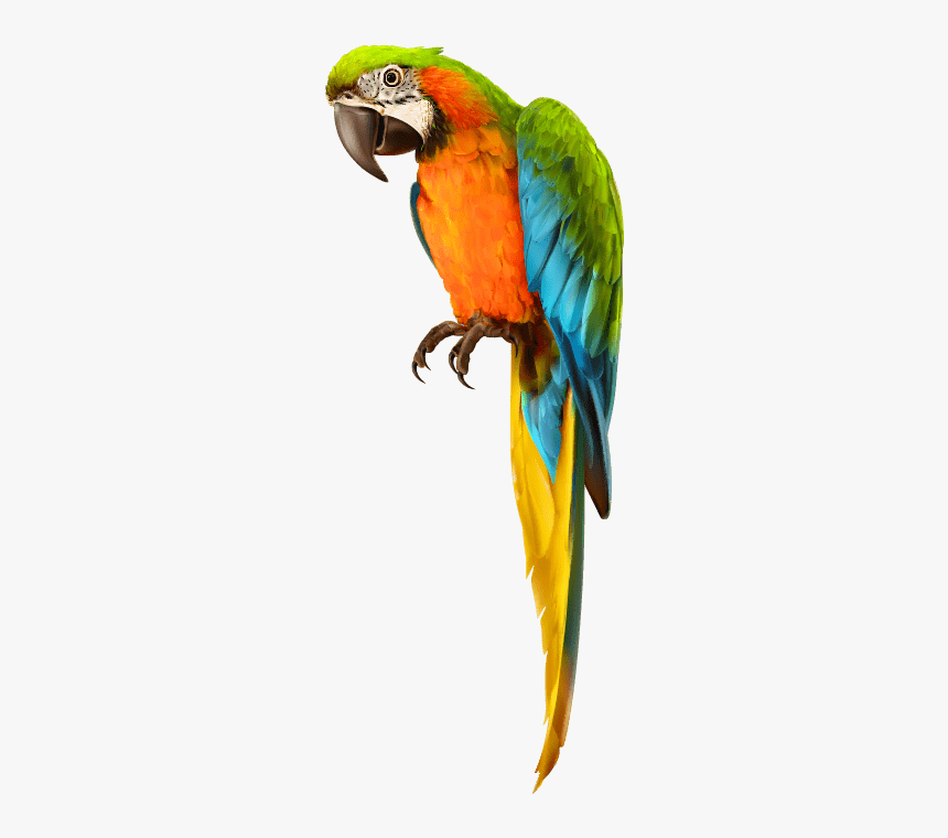 Detail Parrot Png Nomer 19