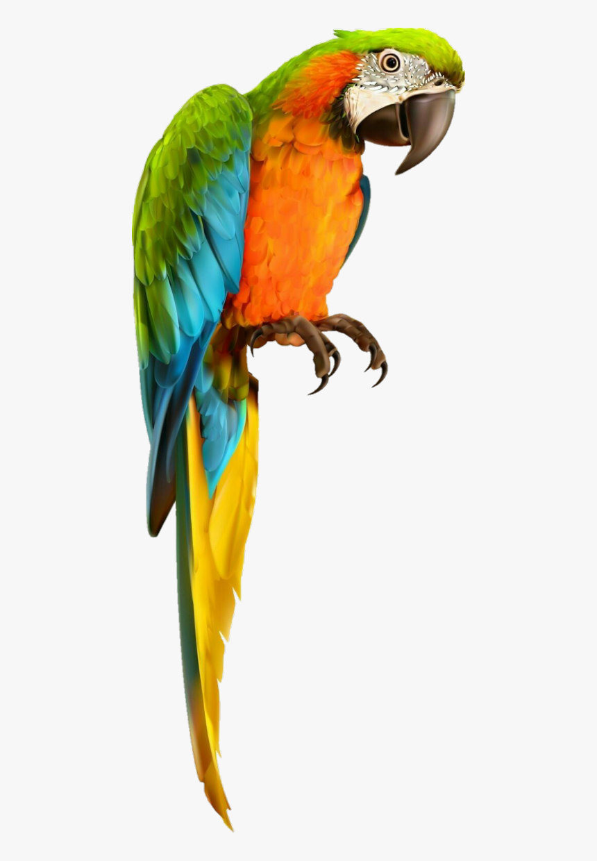 Parrot Transparent Background - KibrisPDR