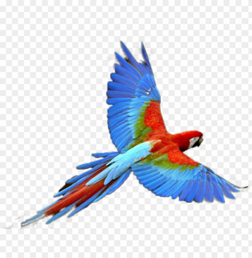 Detail Parrot Transparent Background Nomer 2