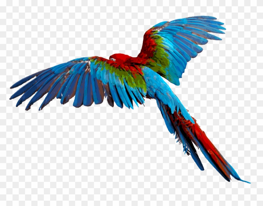 Detail Parrot Transparent Background Nomer 11