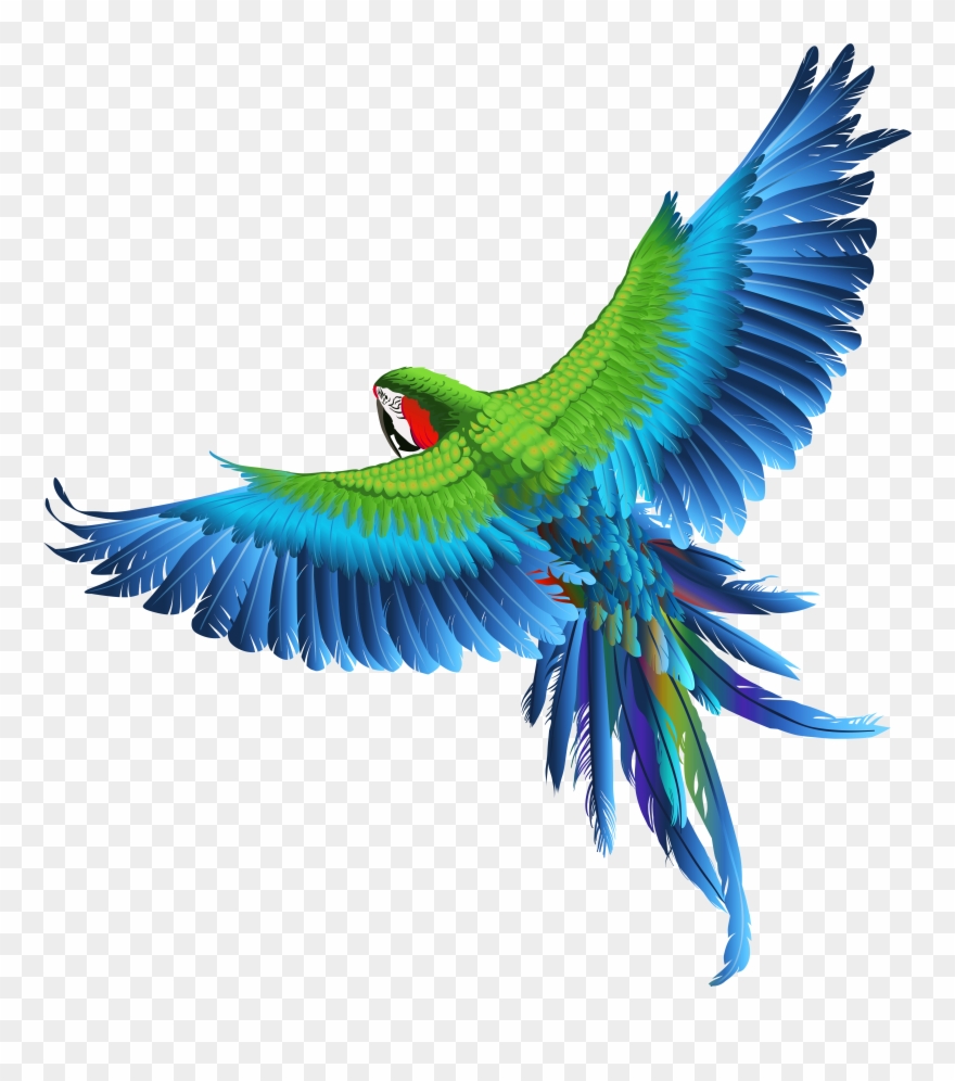 Detail Parrot Transparent Background Nomer 14