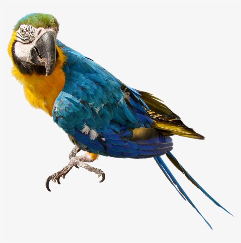 Detail Parrot Transparent Background Nomer 17