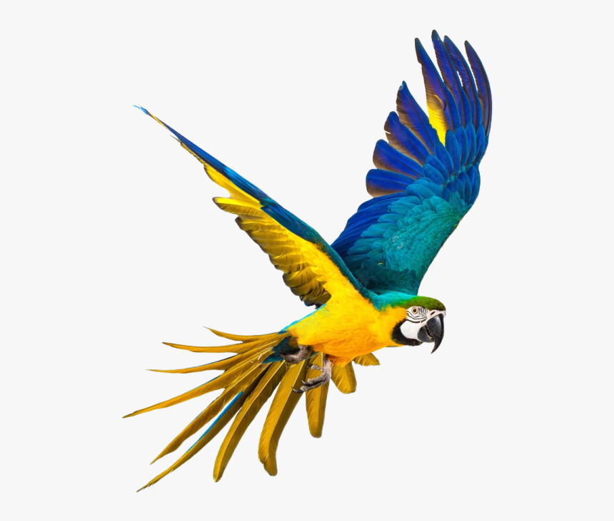 Detail Parrot Transparent Background Nomer 20