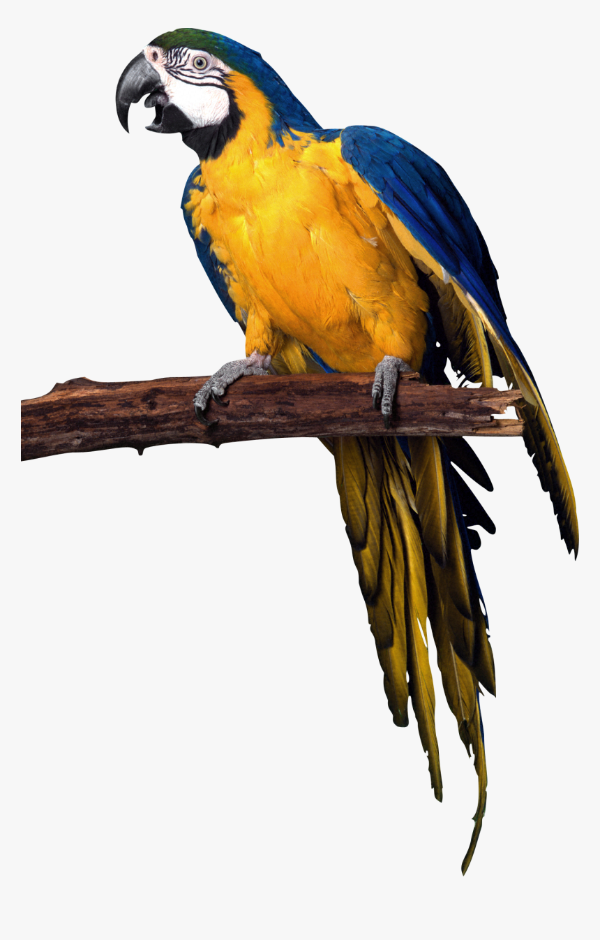 Detail Parrot Transparent Background Nomer 22