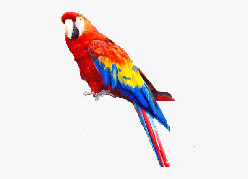 Detail Parrot Transparent Background Nomer 32