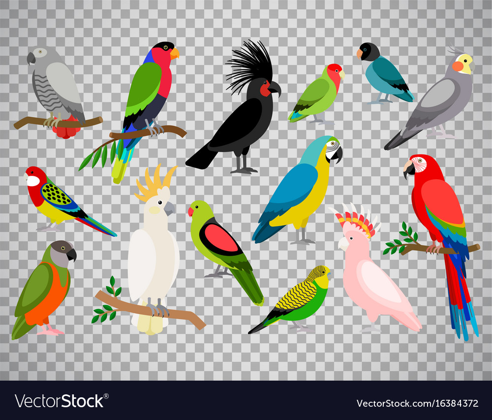 Detail Parrot Transparent Background Nomer 35