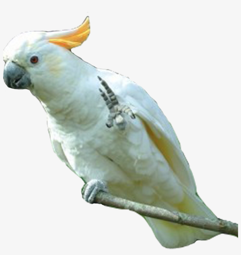 Detail Parrot Transparent Background Nomer 36