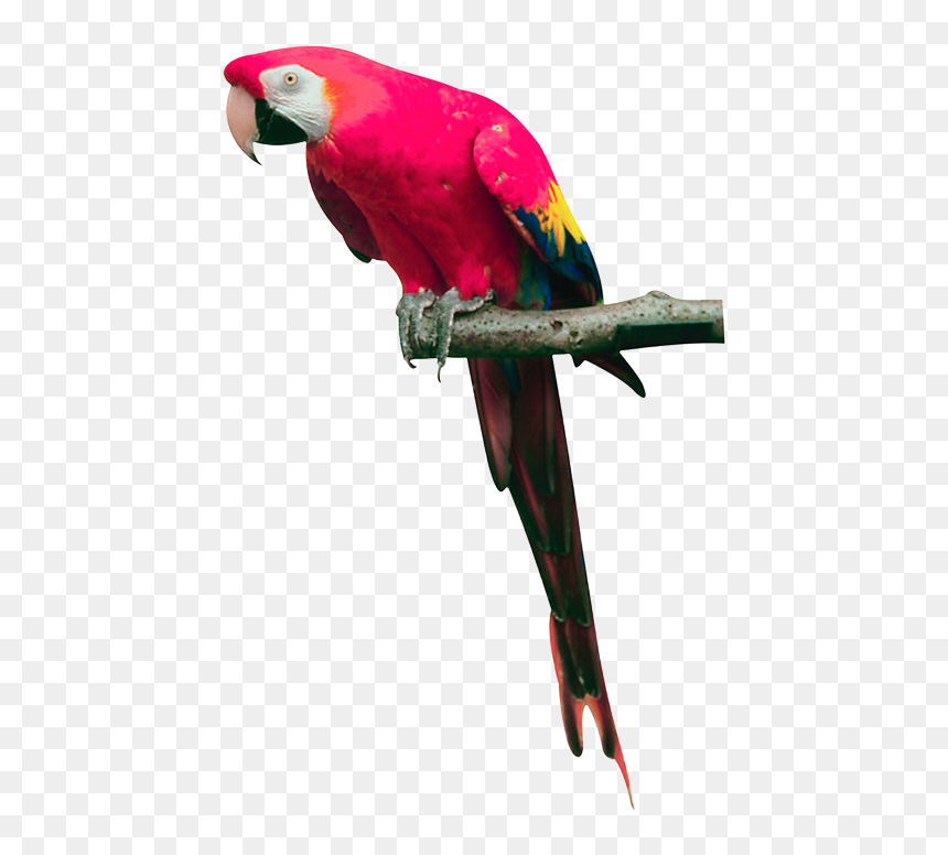 Detail Parrot Transparent Background Nomer 40