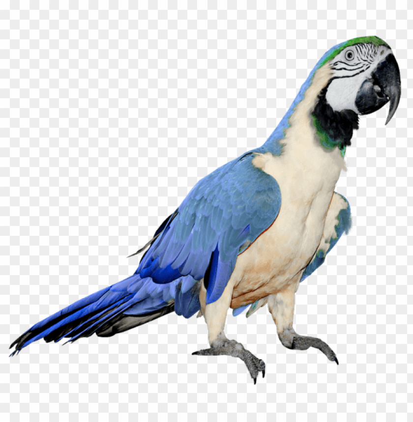 Detail Parrot Transparent Background Nomer 41