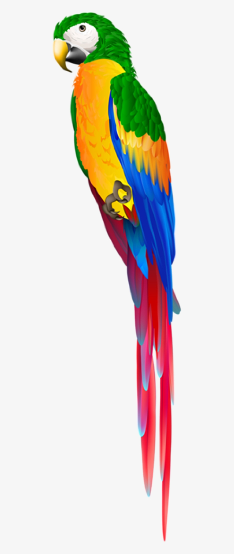 Detail Parrot Transparent Background Nomer 44