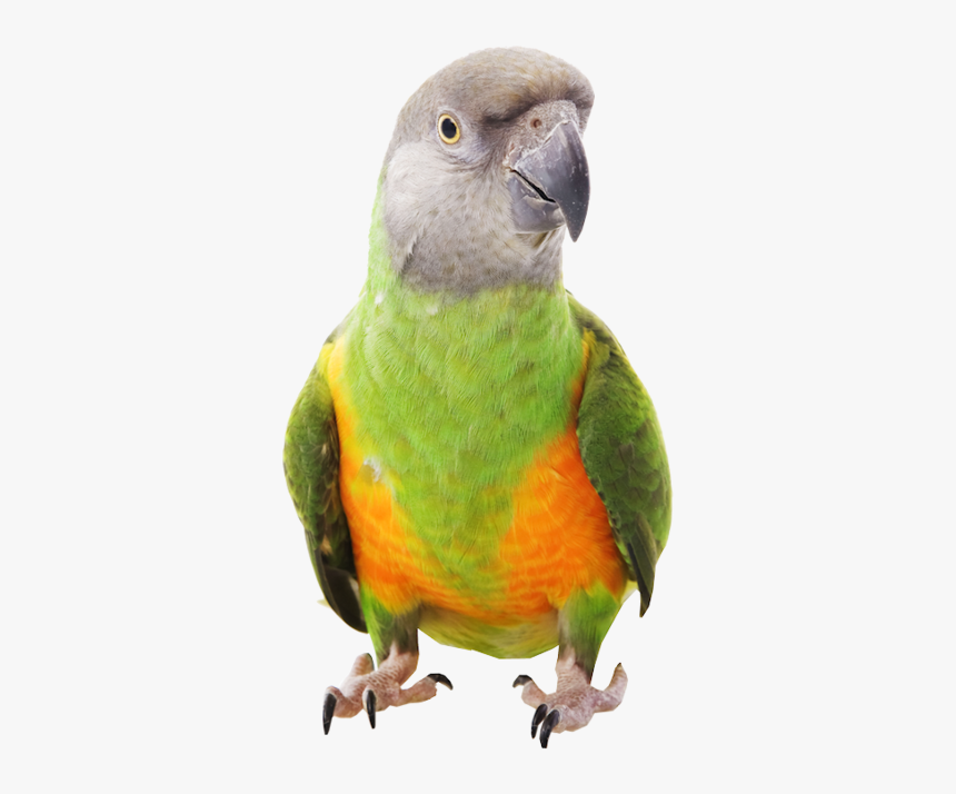 Detail Parrot Transparent Background Nomer 47