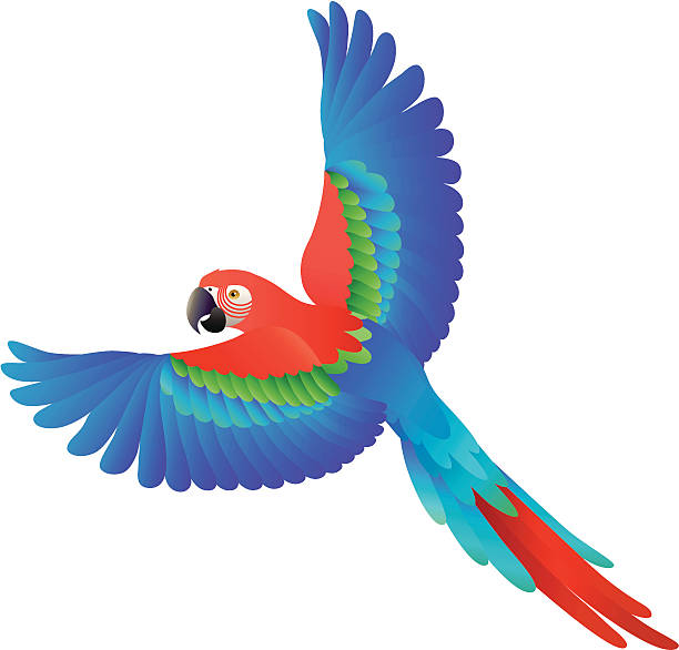 Detail Parrot Vector Nomer 11